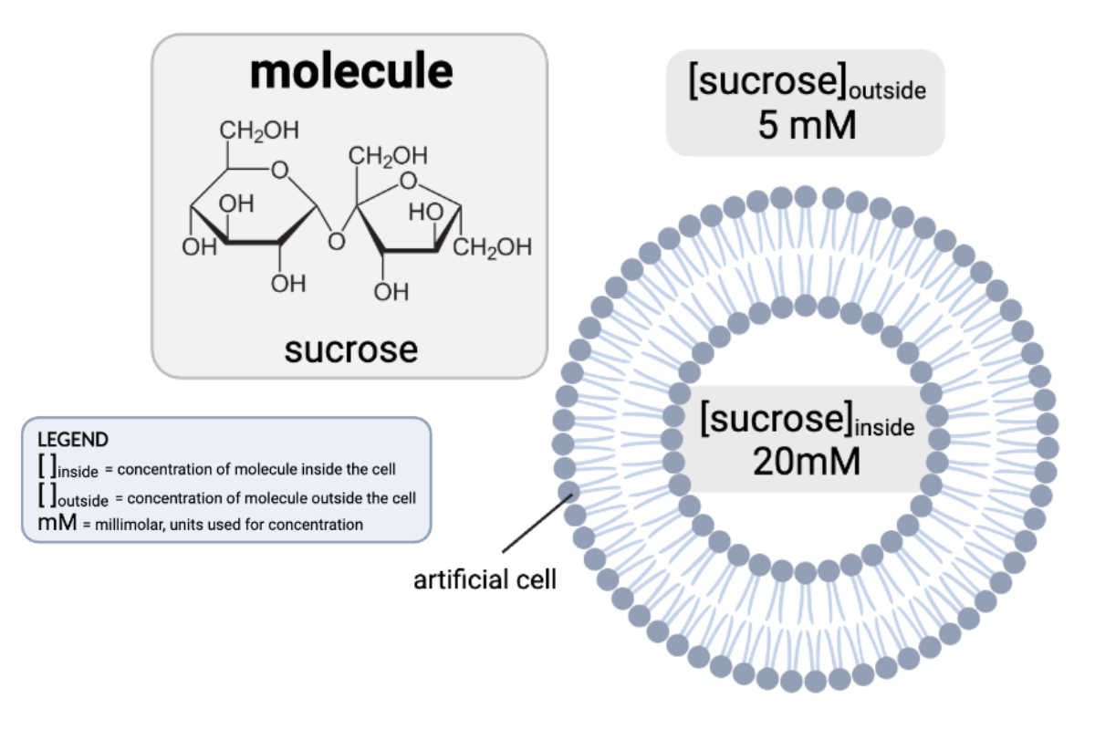 <p>How would osmosis affect the concentration of sucrose in the cell?</p><ul><li><p><span>a.&nbsp;The concentration of sucrose inside the cell will increase because water will diffuse from the inside of the cell to the outside.</span></p><p></p></li><li><p><span>b.&nbsp;The concentration of sucrose inside the cell will decrease, because water will diffuse from the inside of the cell to the outside.</span></p><p></p></li><li><p><span>c. The concentration of sucrose inside the cell will increase, because water will diffuse from the outside of the cell to the inside.</span></p><p></p></li><li><p><span>d.&nbsp;The concentration of sucrose inside the cell will decrease, because water will diffuse from the outside of the cell to the inside.</span></p><p></p></li><li><p><span>e.&nbsp;The concentrations of sucrose will remain the same.</span></p></li></ul><p></p>