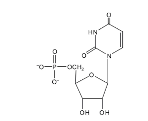 <p>Which of the following characteristics would be used to identify the structure above? <strong>Select two</strong></p>
