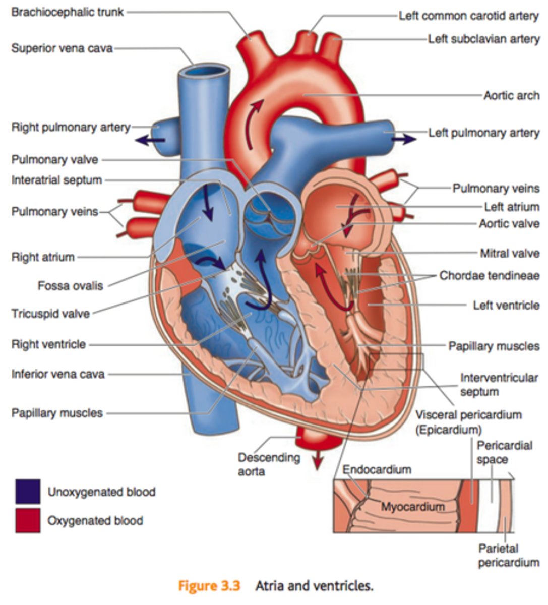 <p>The superior "receiving" chambers are the atria</p><p>Right atrium- receives blood from the vena cava</p><p>Left atrium- receives blood from the pulmonary veins</p><p>The muscular "discharging" chambers are the ventricles</p><p>Right ventricle- pumps blood into the pulmonary trunk</p><p>Left Ventricle- pumps blood into the aorta.</p>