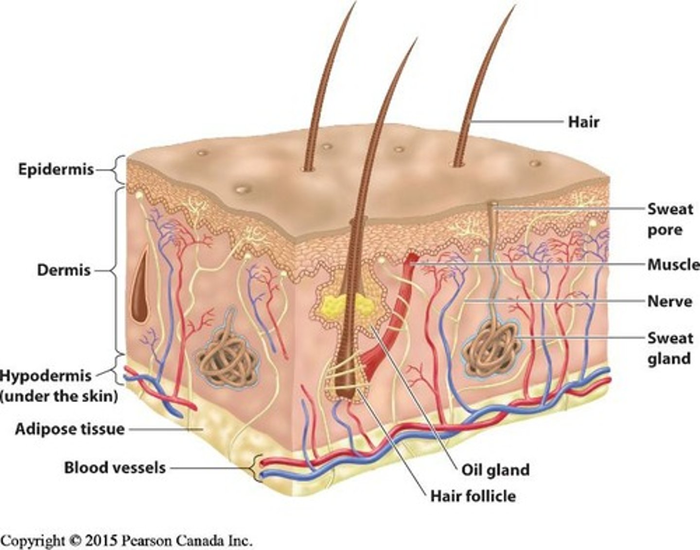 <p>Epidermis, dermis, and hypodermis.</p>