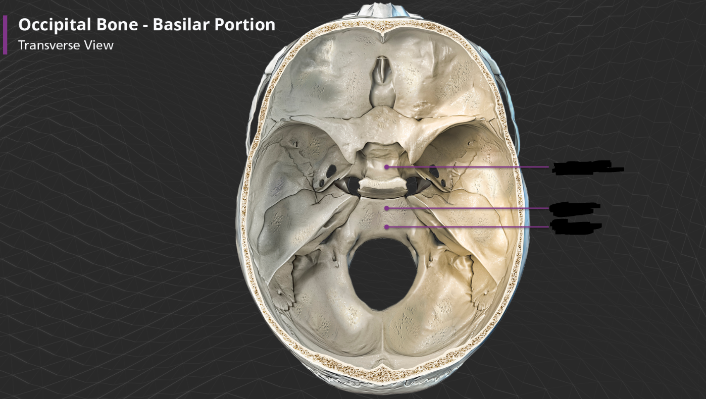 <p>Occipital bone - basilar portion</p>