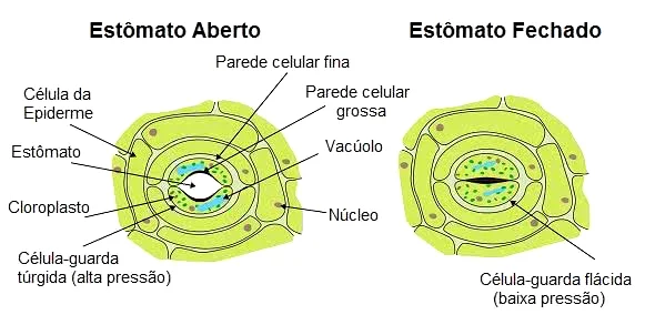 * também chamados de células-guarda/estomáticas


* poros
* localizadas principalmente nas folhas
* clorofilados
  * células acessórias - que circundam o estômato
  * ostíolo - cavidade
* controle da transpiração e trocas gasosas