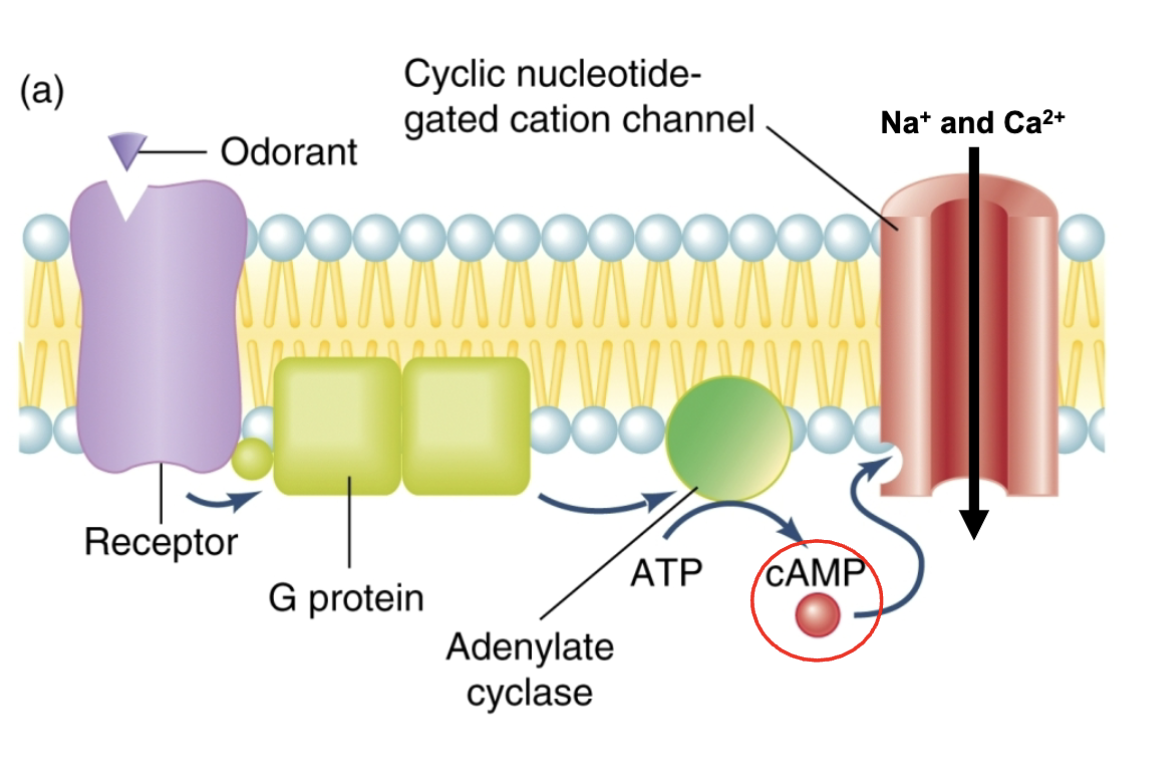 <p>chemical binds to receptor protein and then opens up ion channels</p>