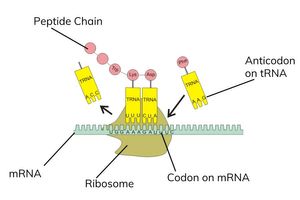 <ul><li><p>the produced mRNA binds to a ribosome in the cytoplasm</p><ul><li><p>the ribosome is the site of protein synthesis</p></li></ul></li><li><p>1 molecule of tRNA binds to the first codon in the ribosome (6 bases- 2 codons- can fit inside the ribosome at one tiem)</p></li><li><p>the tRNA molecule has an anticodon that is complementary to a specific codon</p></li><li><p>the anticodon allows the correct tRNA molecule to bind to the correct codon</p></li><li><p>each tRNA molecule carries a specific amino acid into the ribosome</p><ul><li><p>the amino acid is bound to tRNA using ATP</p></li></ul></li><li><p>A tRNA molecule binds to the second codon in the ribosome</p><ul><li><p>when a tRNA molecule binds to mRNA, the corresponding amino acid is brought to the ribosome</p></li></ul></li><li><p>the 2 amino acids in the ribosome form a peptide bond</p></li></ul><p></p>