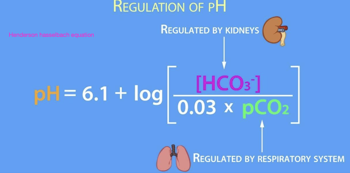 <p>1. bicarbonate (regulated by the kidneys)</p><p>2. carbon dioxide (regulated by the respiratory system)</p>