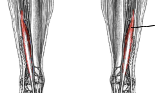 <p>Which muscle of the foot/ankle is:</p><ul><li><p>On anterior side</p></li><li><p>Medial to extensor digitorum longus</p></li><li><p>Action: ext big toe</p></li><li><p>Nerve: <span style="color: yellow;"><span>deep fibular</span></span></p></li></ul><p></p>