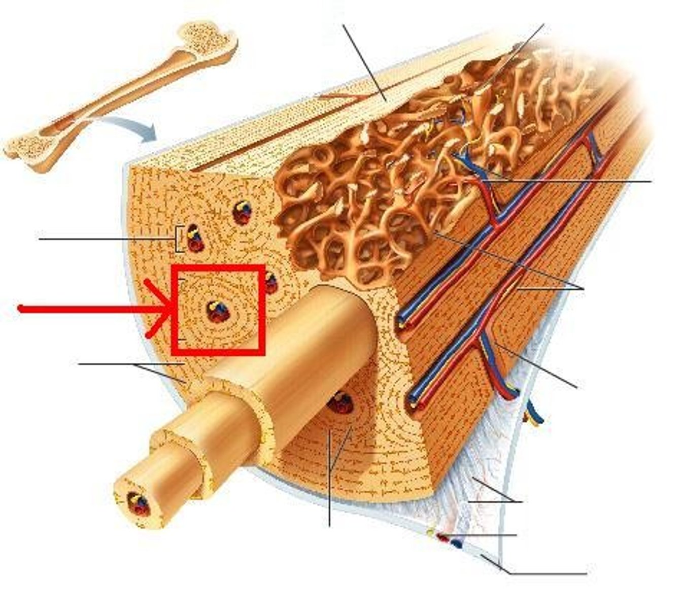 <p>Tube-like structural unit of compact bone</p>