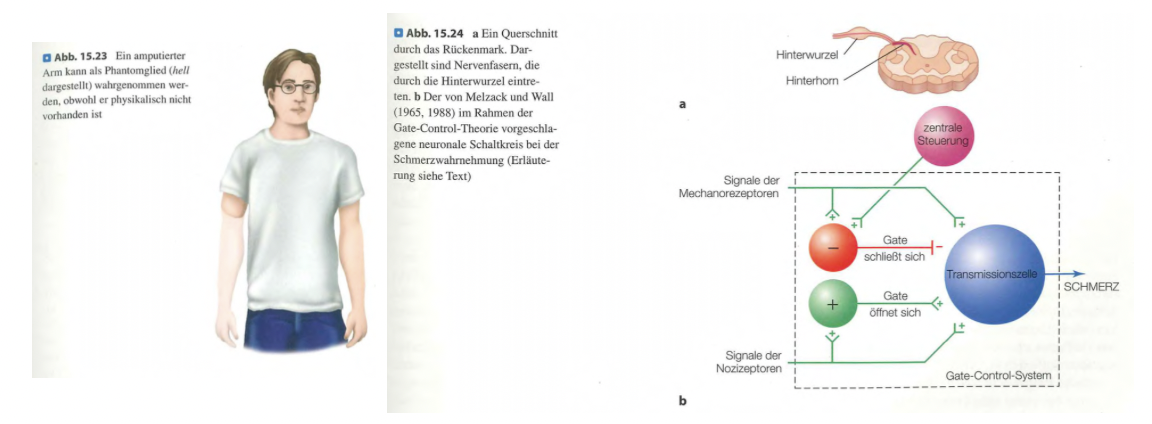<p class=""><strong>Kurzfassung:</strong><br>Die <strong>Gate-Control-Theorie</strong> von Melzack & Wall (1965) erklärt, dass Schmerzsignale <strong>nicht direkt</strong> ans Gehirn weitergeleitet werden, sondern im <strong>Rückenmark moduliert</strong> werden können – durch mechanische Reize, kognitive Einflüsse oder zentrale Kontrolle. Dies revolutionierte das Verständnis von Schmerz als <strong>dynamisch regulierbare Erfahrung</strong>.</p><div data-type="horizontalRule"><hr></div><p class=""><strong>Langfassung:</strong></p><ul><li><p class=""><strong>Frühe Modelle:</strong></p><ul><li><p class="">Schmerz wurde als <strong>direktes Signal von Nozizeptoren zum Gehirn</strong> verstanden</p></li><li><p class="">Dieses Modell konnte aber <strong>Phantomschmerz</strong> und <strong>fehlende Schmerzen trotz Verletzung</strong> (z. B. bei Soldaten) <strong>nicht erklären</strong></p></li></ul></li></ul><p class=""></p><ul><li><p class=""><strong>Gate-Control-Theorie (Melzack & Wall, 1965):</strong></p><ul><li><p class="">Schmerz wird <strong>nicht einfach weitergeleitet</strong>, sondern im <strong>Rückenmark „gefiltert“</strong></p></li><li><p class="">Ein neuronales „<strong>Gate</strong>“ reguliert, ob Schmerzsignale die Transmissionszellen aktivieren und damit zum Gehirn gelangen</p></li></ul></li></ul><p class=""></p><ul><li><p class=""><strong>Drei Einflussquellen auf das Gate:</strong></p><ol><li><p class=""><strong>Nozizeptoren</strong> (Schmerzrezeptoren):</p><ul><li><p class="">Öffnen das Gate → <strong>Schmerzintensität steigt</strong></p></li></ul></li><li><p class=""><strong>Mechanorezeptoren</strong> (z. B. Berührung):</p><ul><li><p class="">Aktivieren hemmende Neuronen → <strong>Gate schließt sich</strong> → Schmerz wird <strong>reduziert</strong></p></li><li><p class="">Erklärt, warum <strong>Reiben lindert</strong></p></li></ul></li><li><p class=""><strong>Zentrale Steuerung</strong> (Top-down):</p><ul><li><p class="">Psychologische Faktoren wie <strong>Aufmerksamkeit, Erwartung, Ablenkung</strong></p></li><li><p class="">Senden hemmende Signale über <strong>absteigende Bahnen</strong> → <strong>Gate schließt sich</strong> → weniger Schmerz</p></li></ul></li></ol></li></ul><p class=""></p><ul><li><p class=""><strong>Wichtigkeit der Theorie:</strong></p><ul><li><p class="">Legte den Grundstein für das Verständnis von Schmerz als <strong>multifaktorielles Phänomen</strong></p></li><li><p class="">Zeigte, dass Schmerz durch <strong>sensorische, psychologische und soziale</strong> Faktoren <strong>moduliert</strong> werden kann</p></li><li><p class="">Diente als Grundlage für moderne Schmerztherapien (z. B. TENS, Hypnose, Ablenkungstechniken)</p></li></ul></li></ul><p class=""></p><ul><li><p class=""><strong>Aktueller Stand:</strong></p><ul><li><p class="">Das Gate-Modell ist <strong>vereinfachend</strong>, aber die Idee, dass <strong>Schmerz plastisch und kontextabhängig</strong> ist, bleibt zentral für die Schmerzforschung.</p></li></ul></li></ul><p></p>