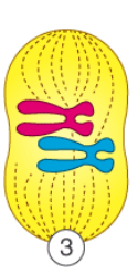 <p>What happens in metaphase?</p>