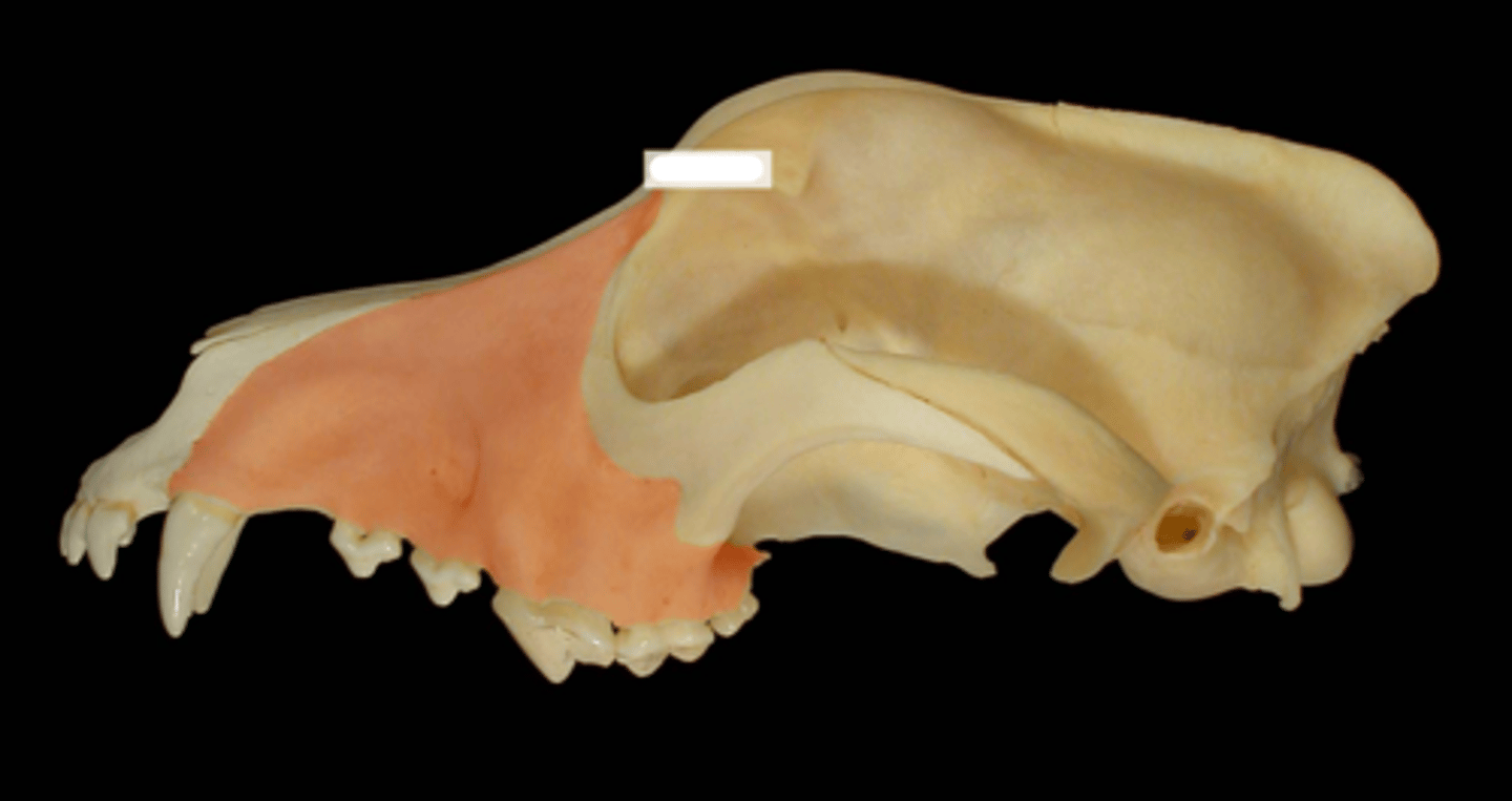 knowt flashcard image