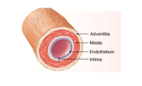 <p>artery vs vein structure Muscular Artery</p>