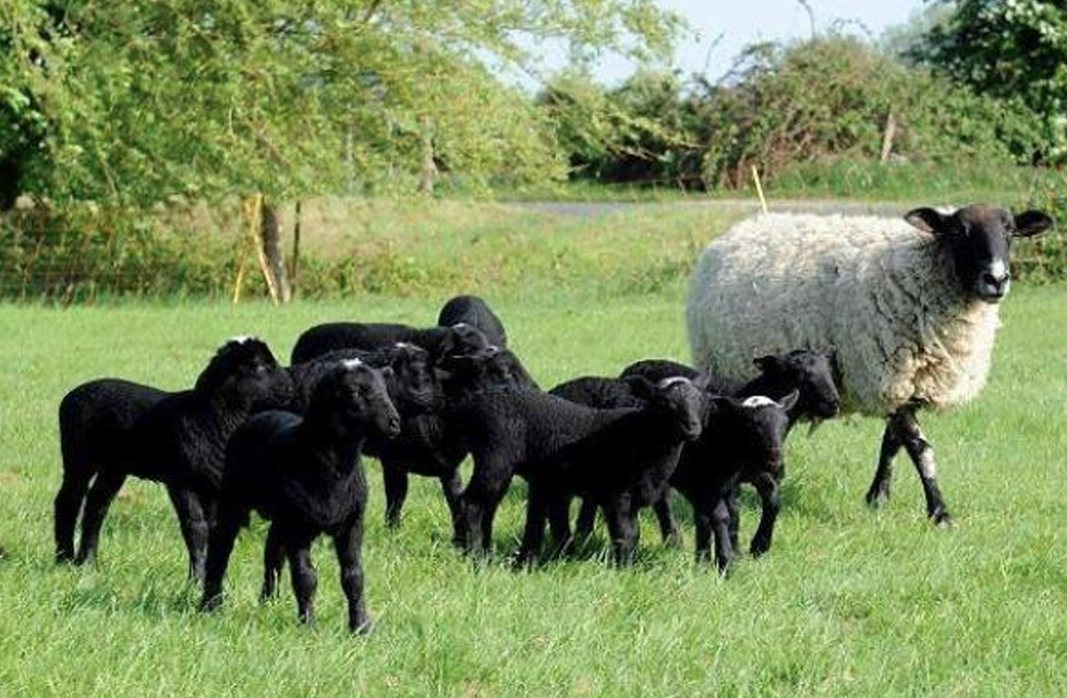 <p>What is the Name and Category of this sheep?</p>