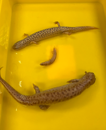 <p>Family: Plethodontidae </p><ul><li><p><span style="background-color: transparent;"><span>Red salamander</span></span></p></li><li><p><span style="background-color: transparent;"><span>Short tail, dorsum bright with irregular spots</span></span></p></li><li><p><span style="background-color: transparent;"><span>Yellow golden eyes, longer snouts</span></span></p></li><li><p><span style="background-color: transparent;"><span>in/around aquatic habitats but may stray from water</span></span></p></li><li><p><span style="background-color: transparent;"><span>Adults live in burrows adjacent to water</span></span></p></li><li><p><span style="background-color: transparent;"><span>Eggs laid in winter, 2-3 mo larval stage </span></span></p></li><li><p><span style="background-color: transparent;"><span>Western dispersal</span></span></p></li></ul><p></p>