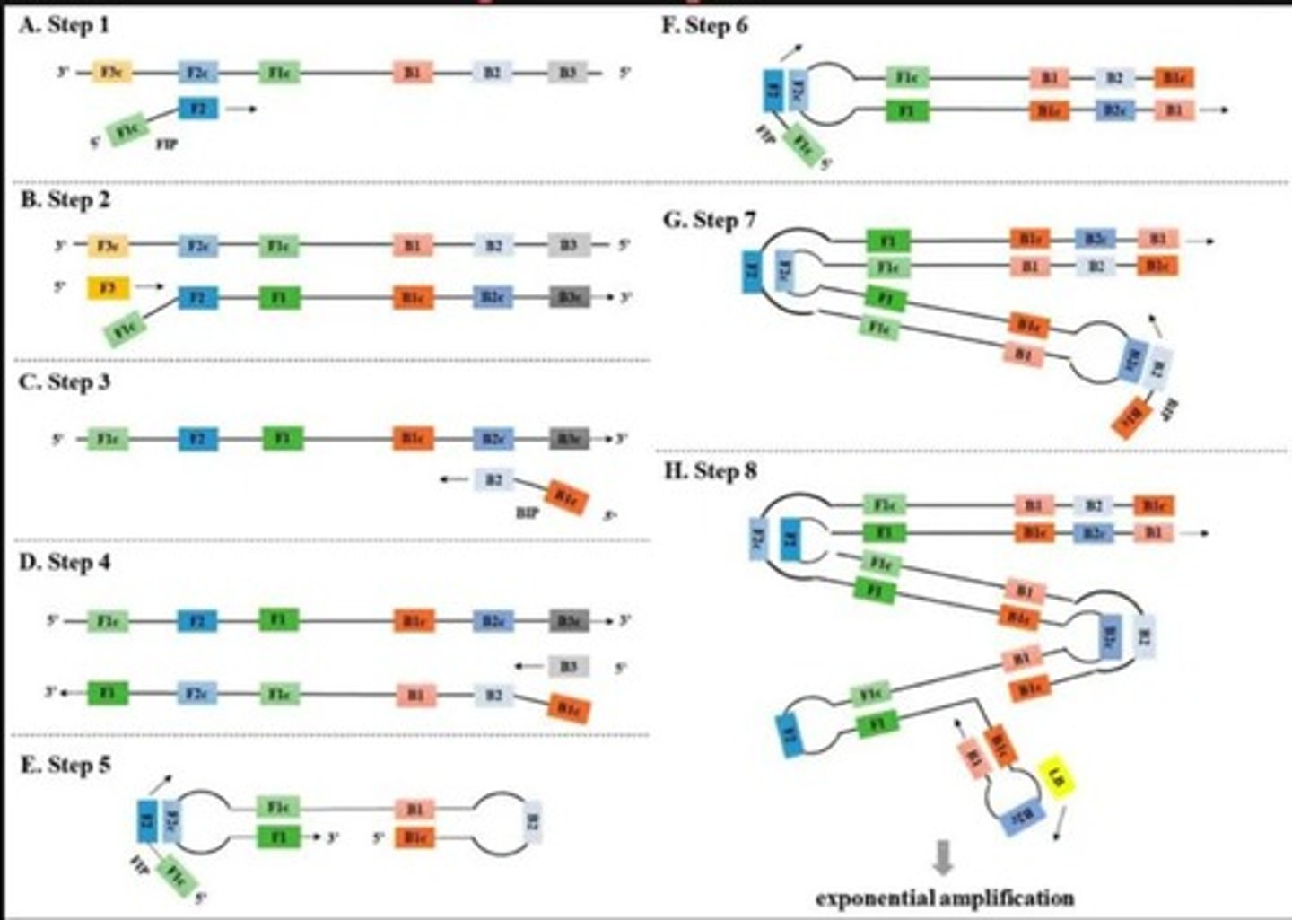 <p>A rapid DNA amplification technique that requires only a single constant temperature (67°C).</p>