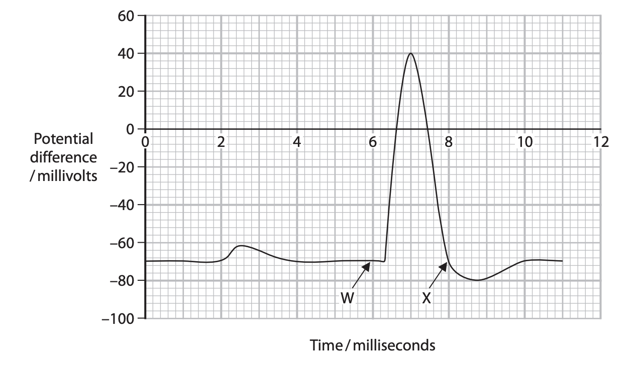 <p>Explain <strong>why</strong> the neurone becomes hyperpolarised after point X on the graph. (3)</p>
