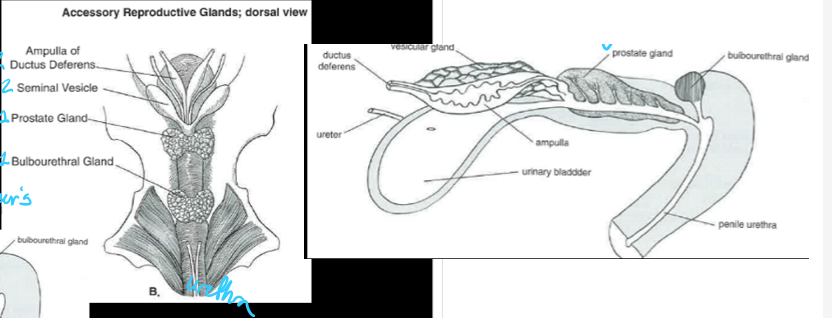 <p>four accessory sex glands (ampullae, vesicular glands, prostate glands, and bulbourethral/Cowper’s gland) </p>