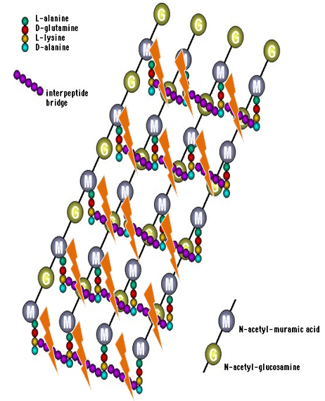 <p>beta lactams binds directly to transpeptidase preventing cross linking</p><p>bactericidal</p>