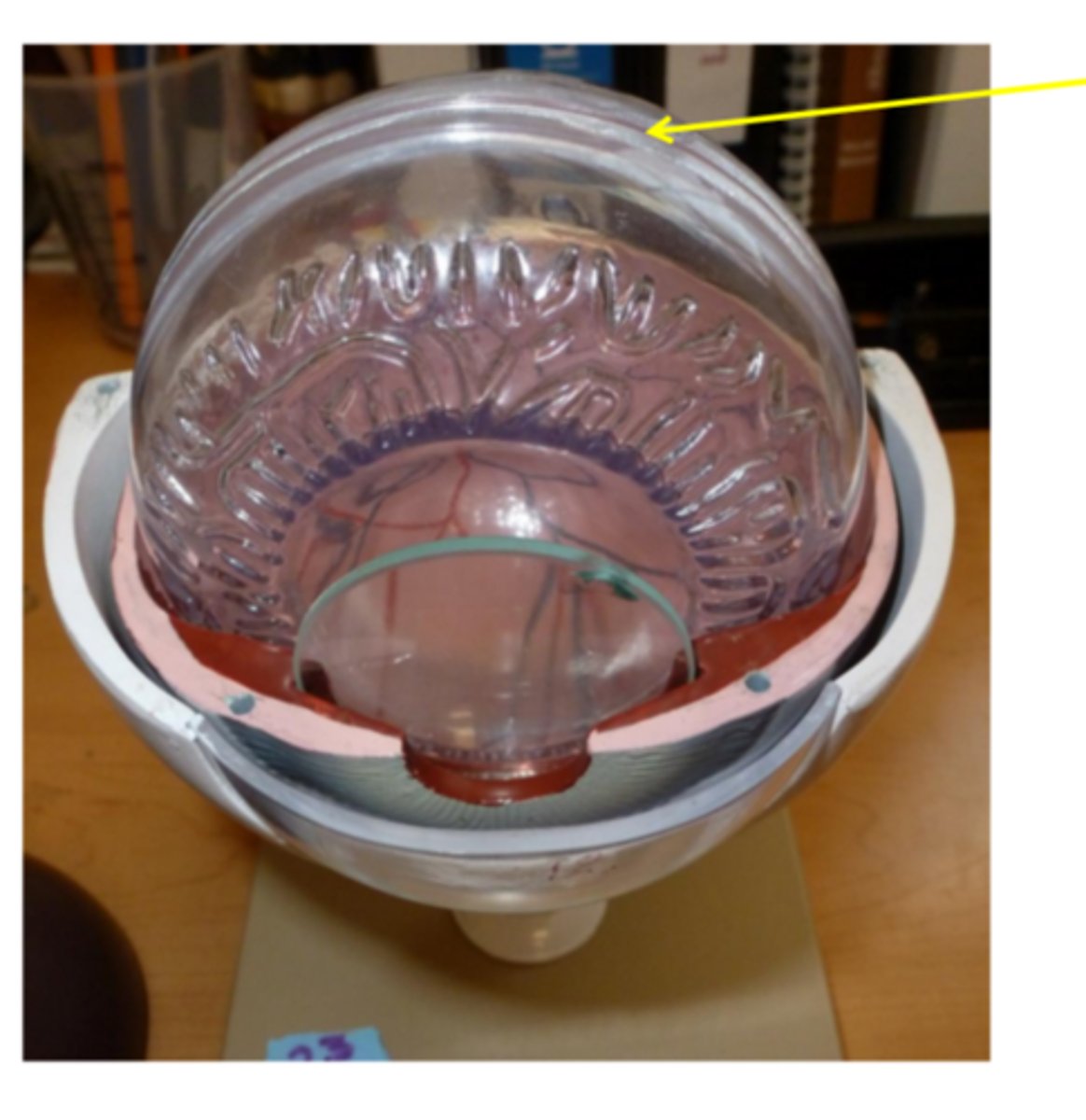 <p>(clear part)</p>