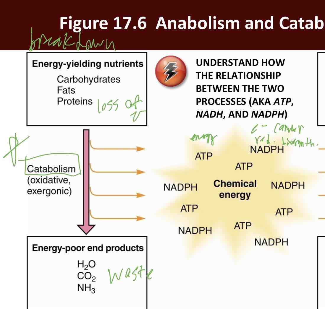 <p>Catabolism</p>