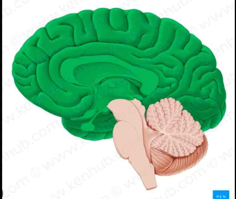 <p>Cerebrum</p>