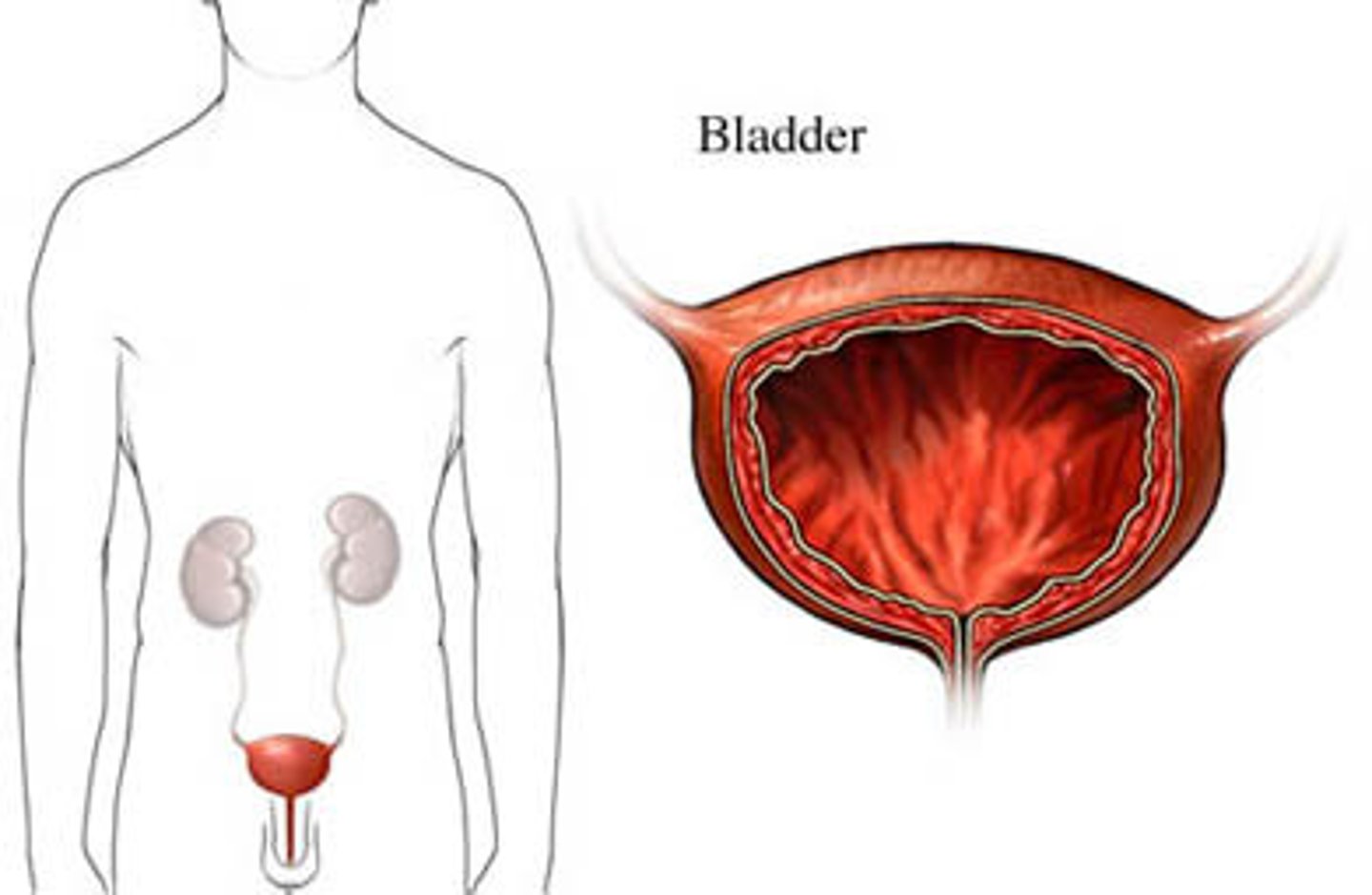 <p>bladder, sac</p>