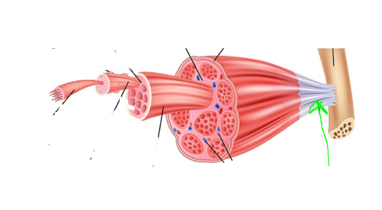 <p>Tendon</p>