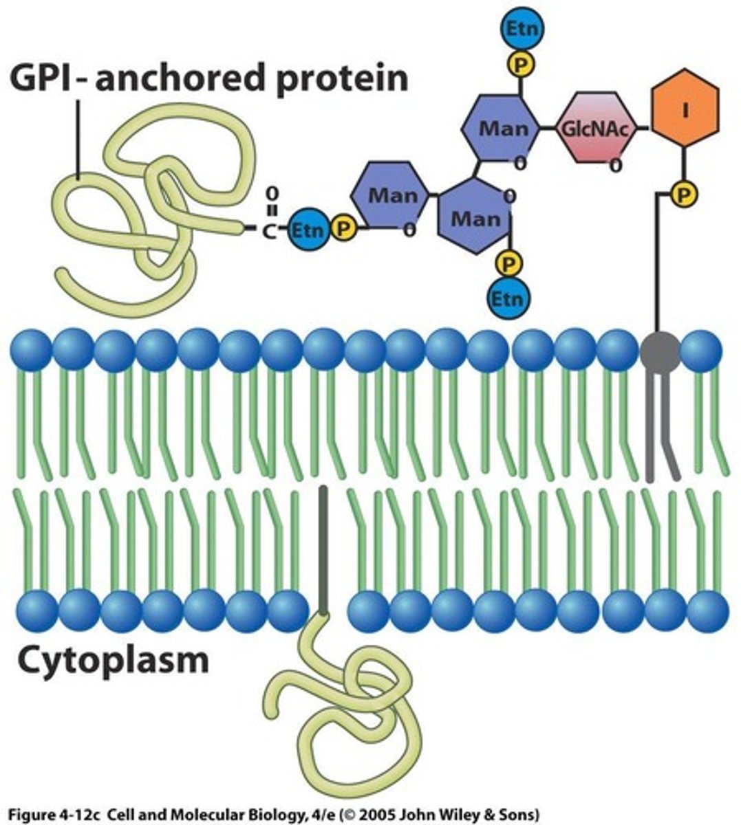 <p>A type of lipid-anchored protein that is linked to glycosylphosphatidylinositol on the external face of the membrane.</p>