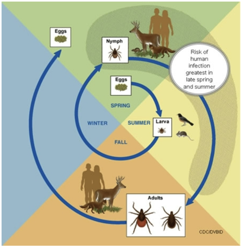 <ul><li><p>White-footed field mice and other small warm-blooded animals</p></li><li><p>To reproduce, the tick must have three blood meals -- it picks up <em>Borrelia</em> with the first meal on an infected rodent</p></li><li><p>Deer do not become infected with <em>Borrelia</em> but are important in transport of the tick</p></li></ul>