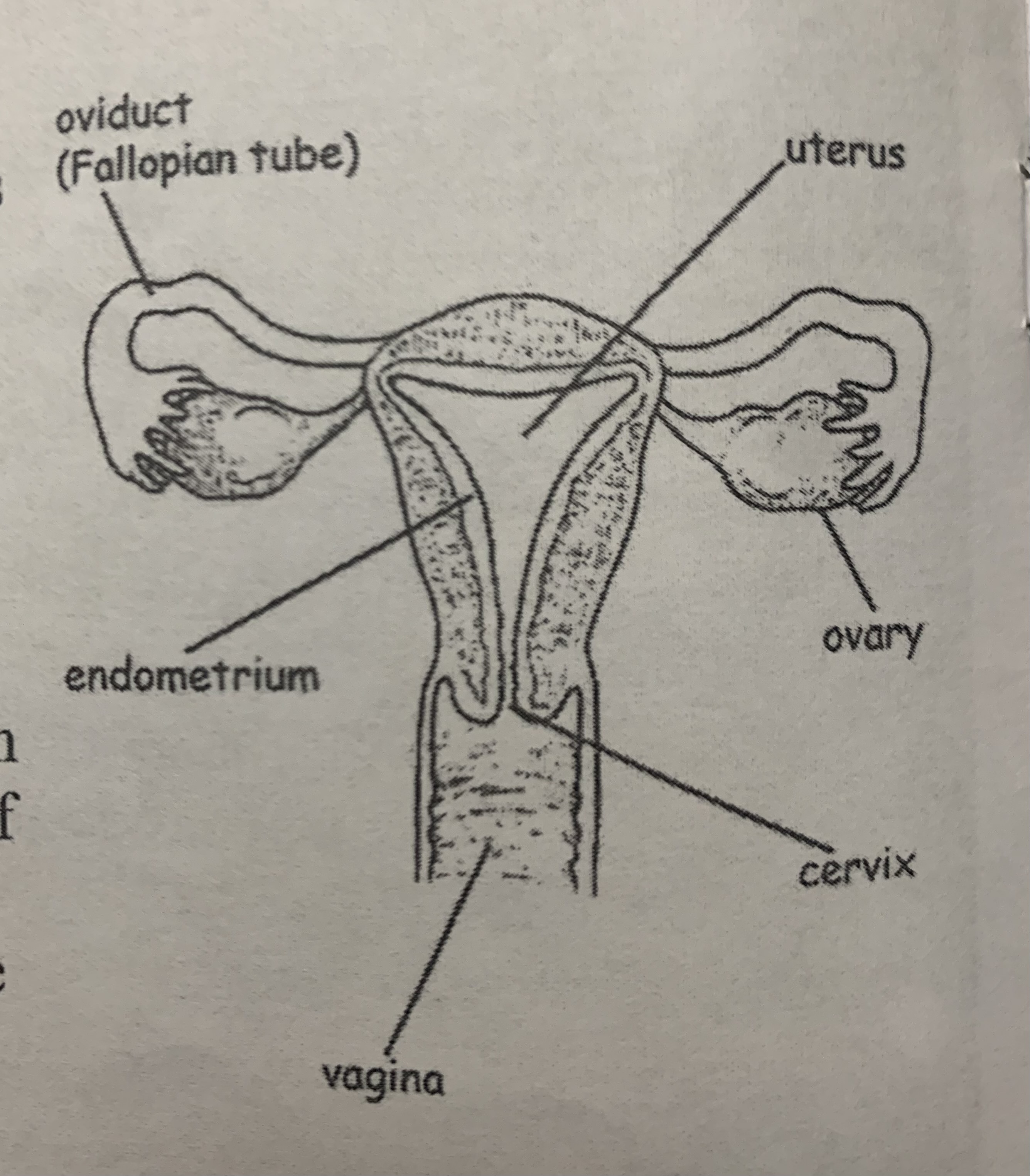 knowt flashcard image