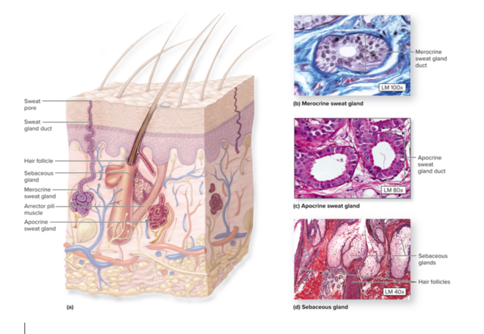 <p>Sebaceous glands</p>