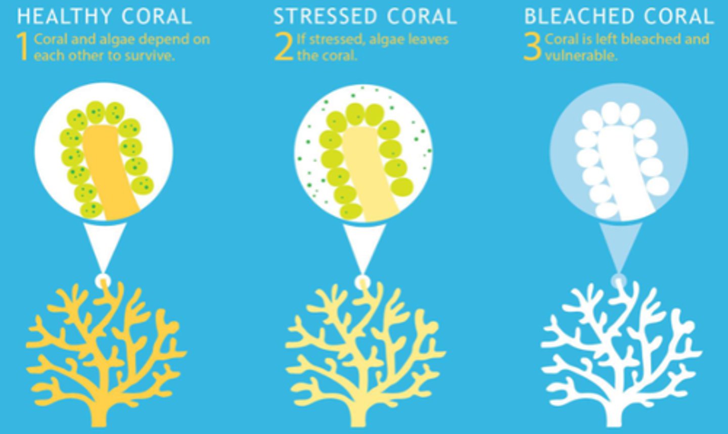 <p>when you heat up the ocean around coral reefs, something happens.</p><p>These dinoflagellates start to. I think it's like free radicals or something. They start to give off this stress response that's actually injurious to the body of the coral.</p><p>And so, the coral manages this cost and will eject the dinoflagellates from its tissue, resulting in coral bleaching.</p>