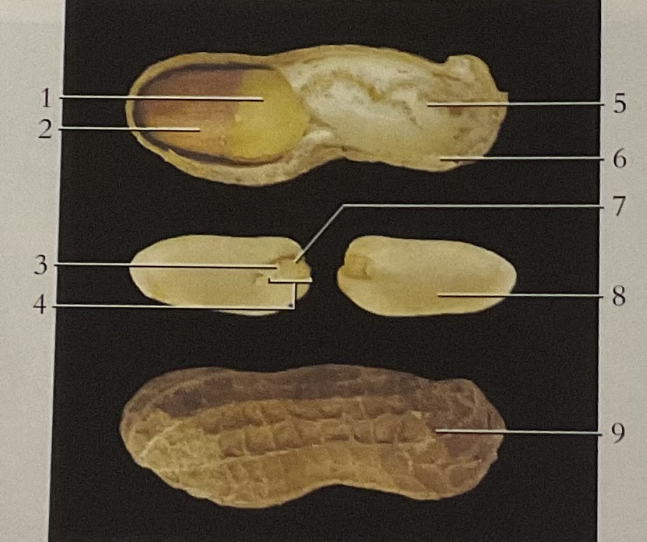<p>Is this a dicot or a monocot</p>