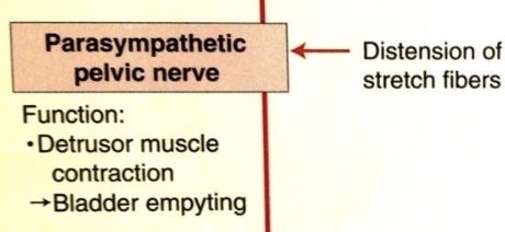<p>via the <u>pelvic nerve (S1-S2)</u></p><p>acetylcholine to muscarinic receptors</p>