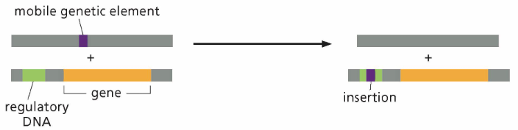 <p>What type of genome alteration is in this photo?</p>