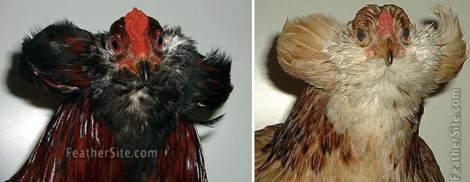 <p>Egg laying, blue eggs, South American</p>