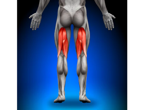 <p>What muscle is this?</p>