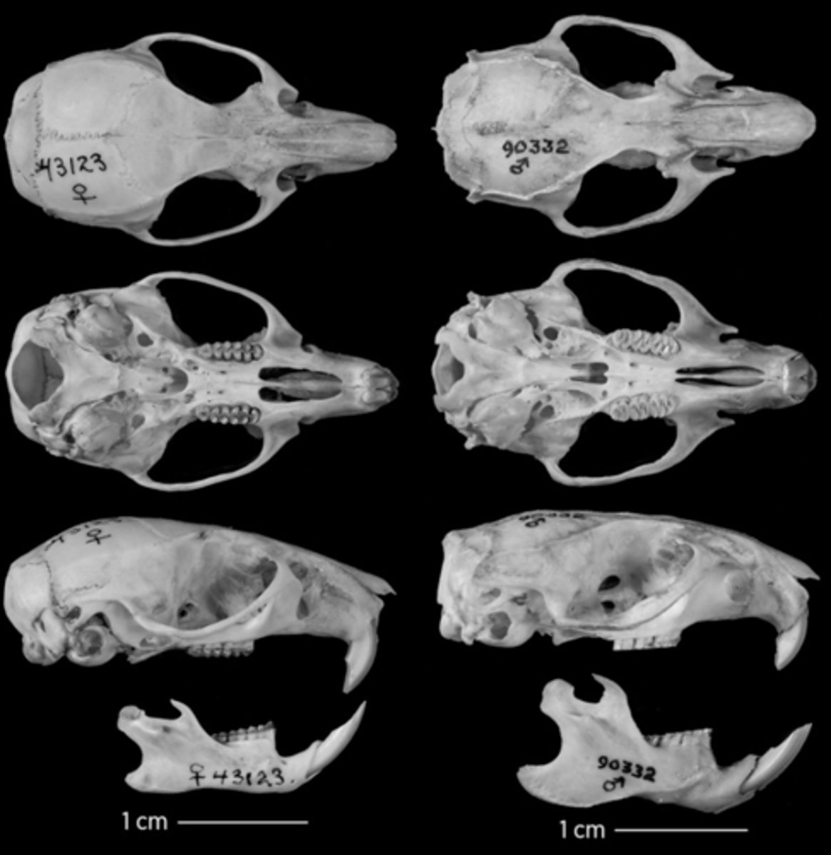 <p>What is the clade, order, family, and subfamily? (2 cusp teeth SA)</p>