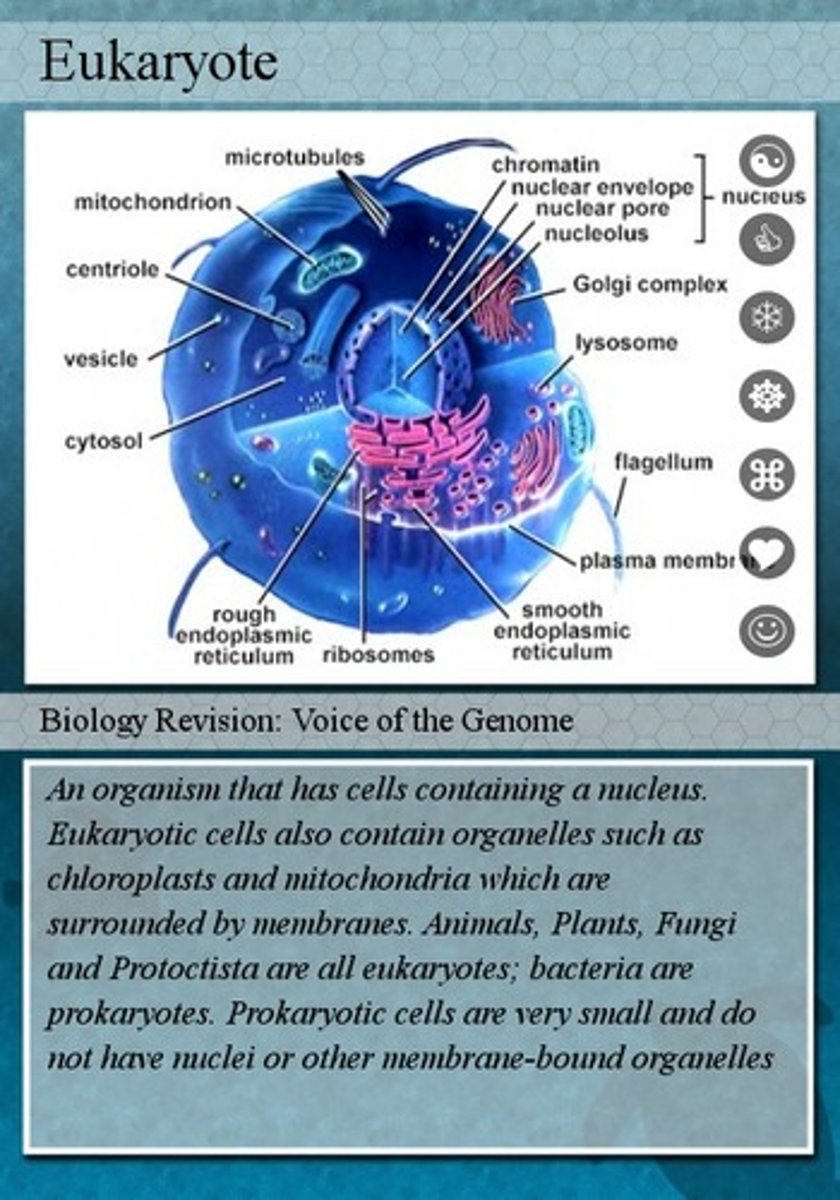<p>consists of a true nucleus with a nuclear membrane and nucleoli; genetic material DNA is present inside the nucleus</p>