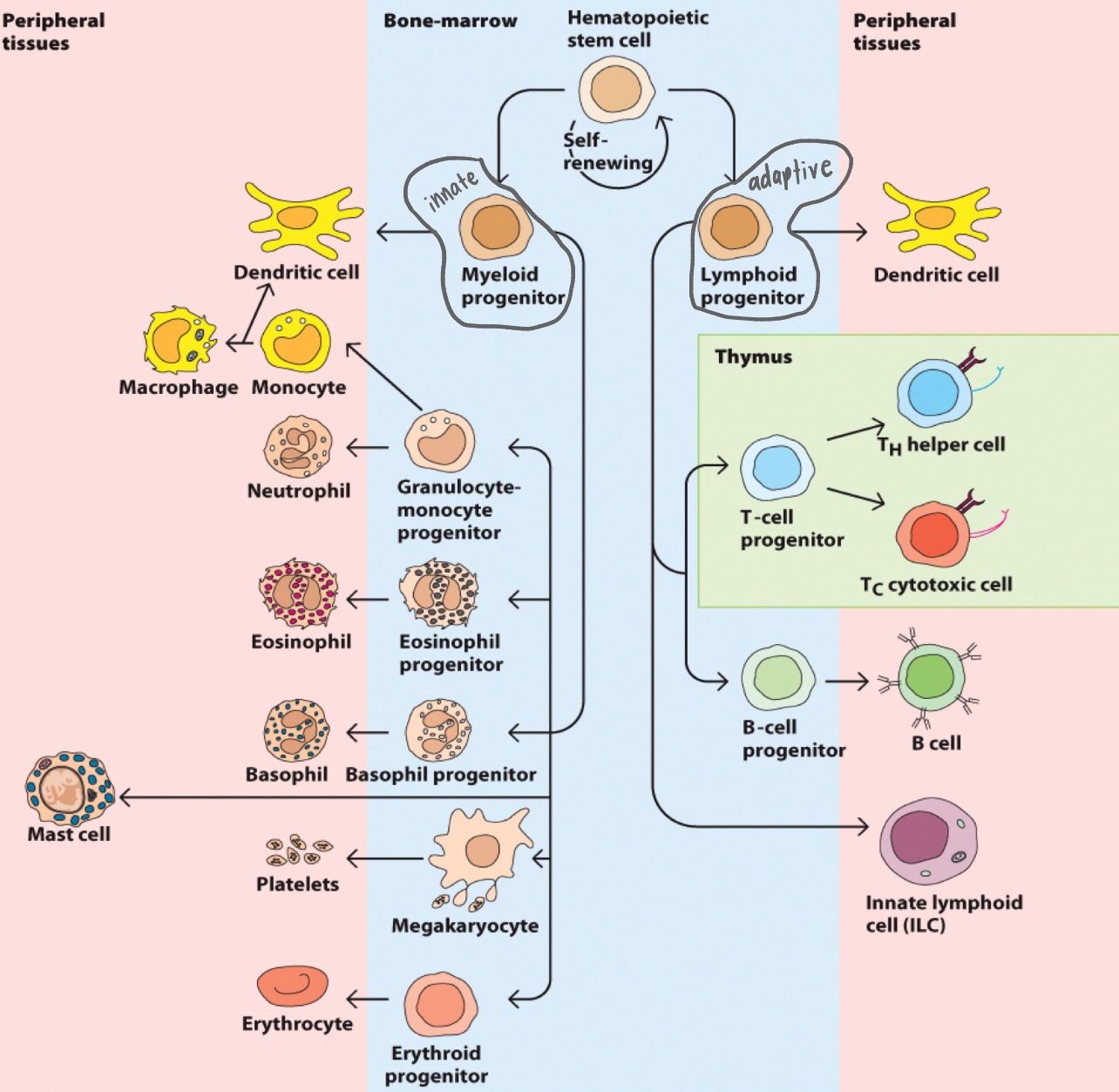 <p><span><span>formation of blood cellular components</span></span></p>