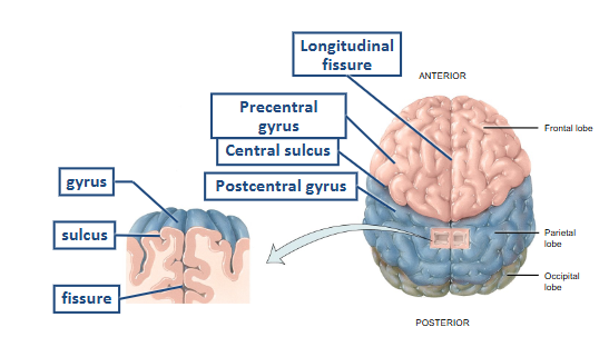 <ul><li><p>gyri = folds that increase SA, numerous</p></li><li><p>sulci = shallow grooves between the gyri</p></li><li><p>fissure = deep grooves that sep larger portions of the cerebrum </p></li></ul><p></p>