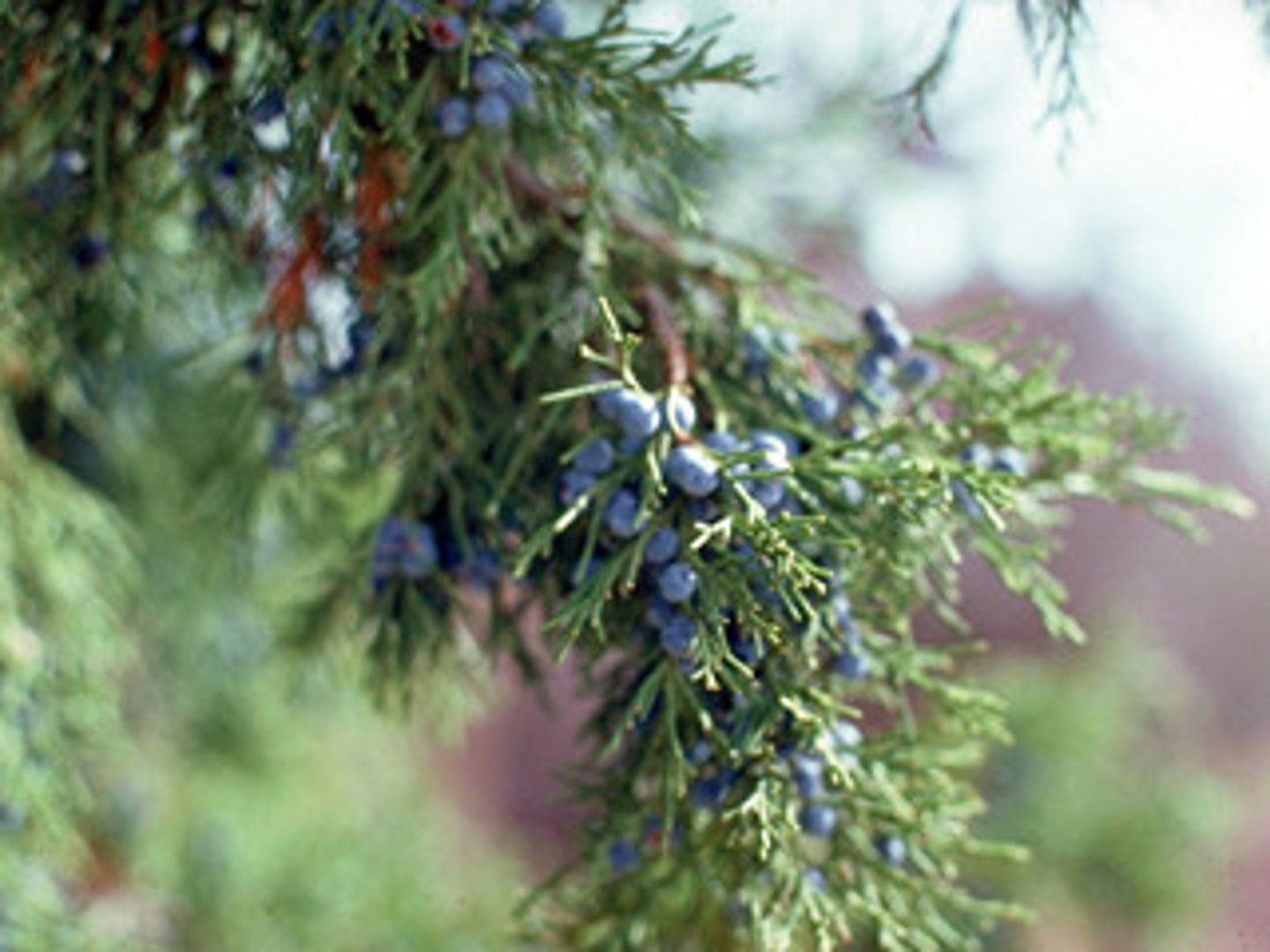 <p>Juniperus scopulorum, Cupressaceae<br><br>-needle/scale-like leaves <br>-bluish-berry like cones</p>