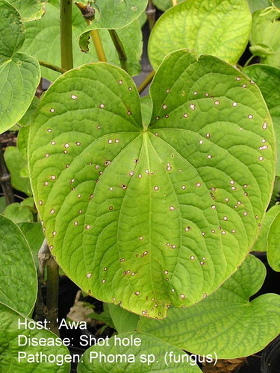 <p>Kava kava</p>