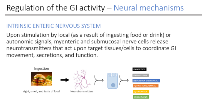 <p>myenteric; submucosal; neurotransmitters </p><p>movement, secretions, and function.</p>