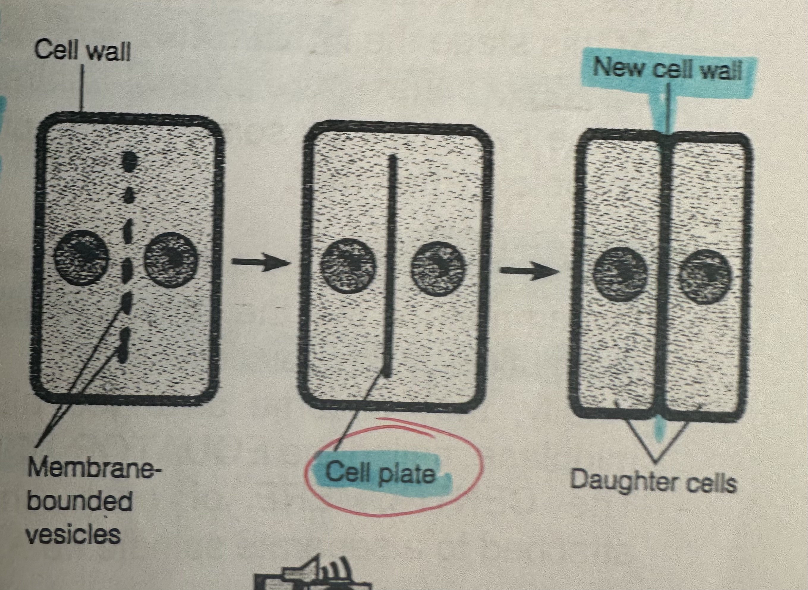 <p>rigid cell wall prevents the cell from dividing by pinching.</p><p>So a CELL PLATE forms midway between the divided nuclei. Gradually extends outwards until it seperates the two daughter cells.</p><p>Each daughter cell then form a cell wall on its side of the cell plate.</p>