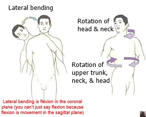 <p>Lateral bending is flexion in the coronal plane (you can’t just say flexion because flexion is movement in the sagittal plane</p>