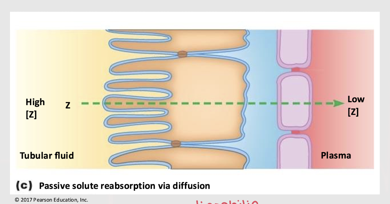 <p>simple diffusion; lipophilic; concentration gradient </p>