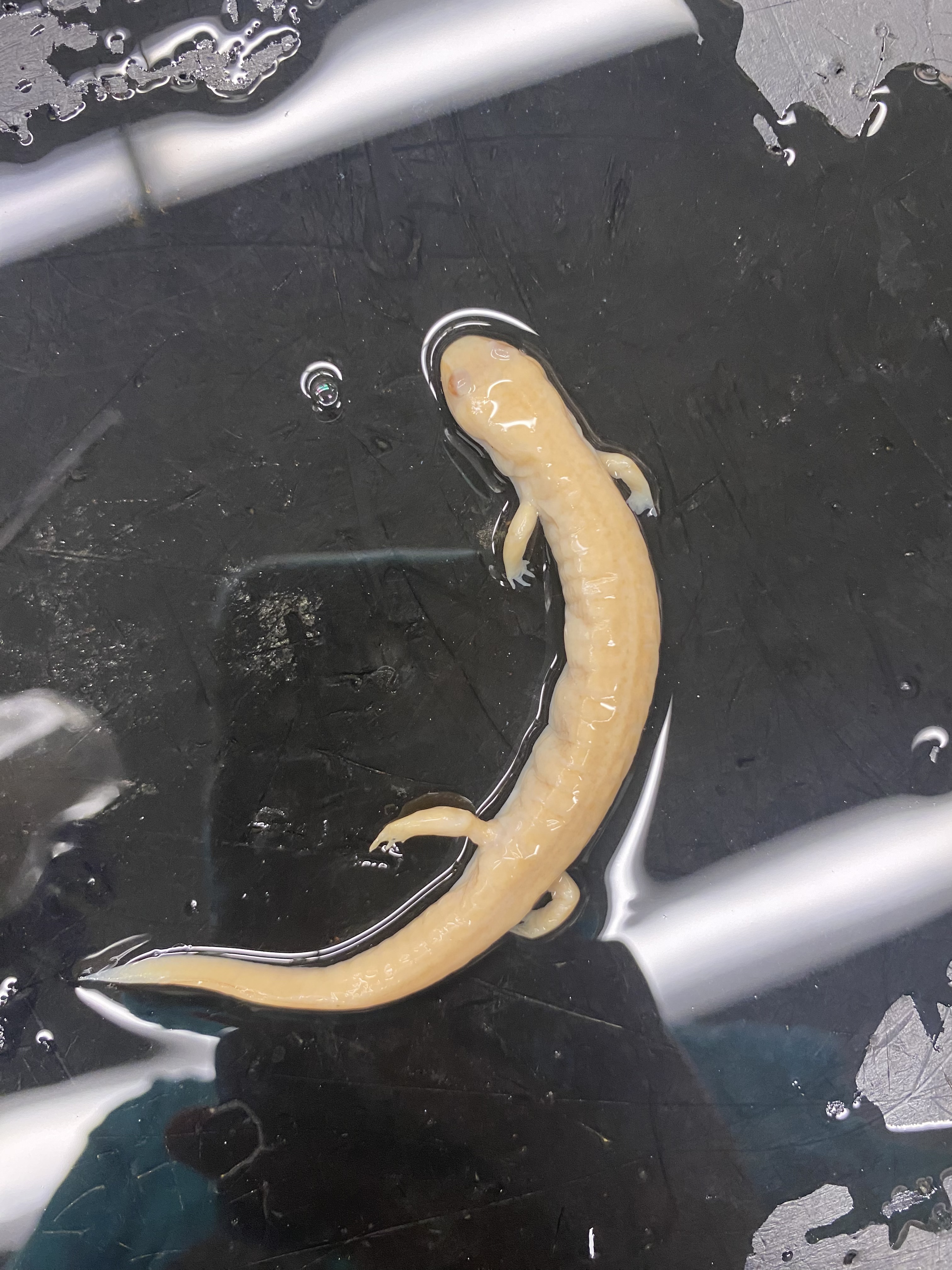 Spring Salamander

