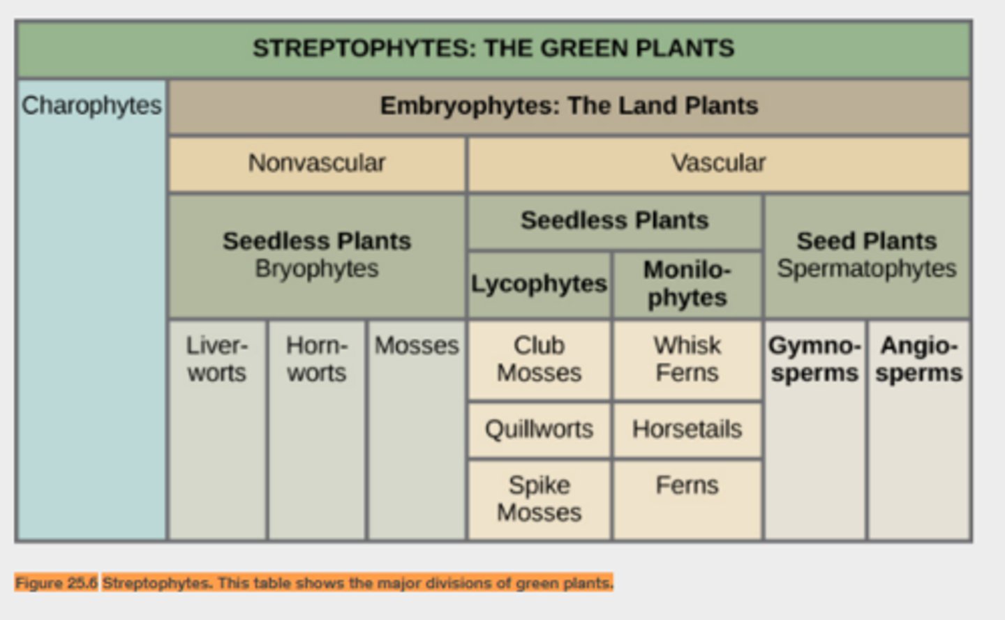 <p>group that includes green algae and land plants (green plants)</p>