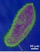 <p>hair like organelles that do locomotion</p>