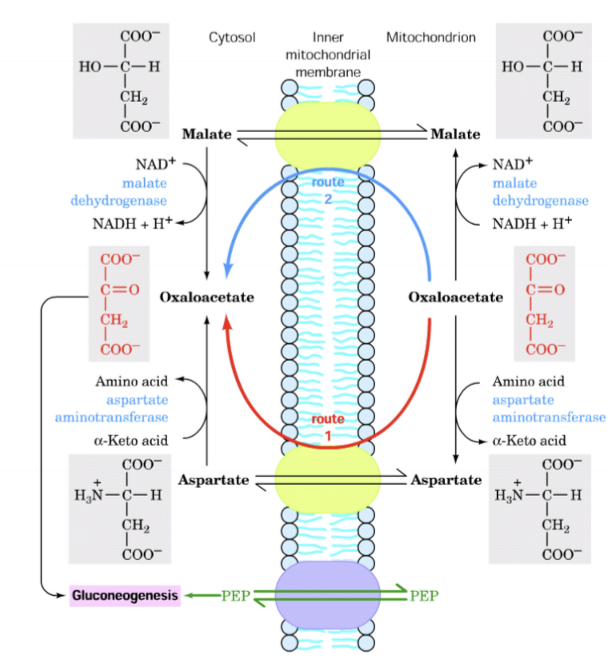 <p>2 mögliche Routen </p><ol><li><p>Route: Oxaloacetat in Aspatat umgewandelt und durch shuttle in Mitochondrien </p></li><li><p>Route: Oxaloacetat in Malat umgewandelt und durch Shuttle </p></li></ol>